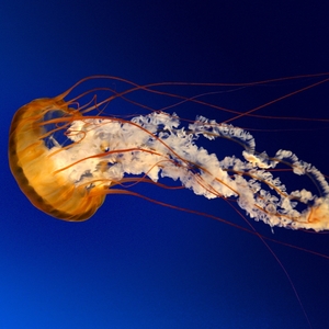 Big profile jellyfish