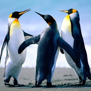 Big profile penguins