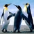 Profile penguins